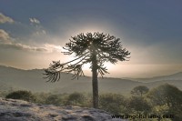 /album/copihues-maitenrehue/atardecer-nahuelbuta-19-jpg/